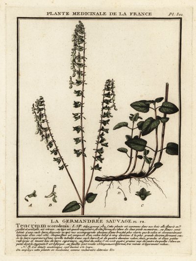 Woodland germander by Unbekannter Künstler