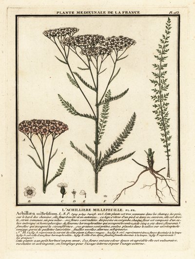 Yarrow, Achillea millefolium by Unbekannter Künstler