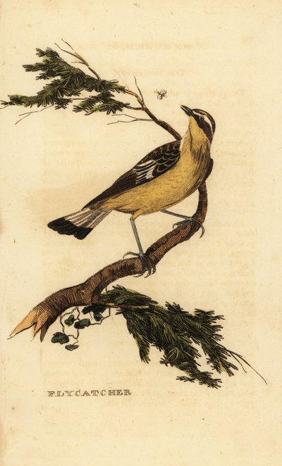 Yellow-rumped flycatcher, Ficedula zanthopygia. 1815 by Unbekannter Künstler