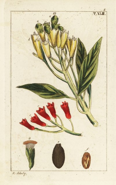 Yellow and red clove spice, Syzygium aromaticum by Unbekannter Künstler