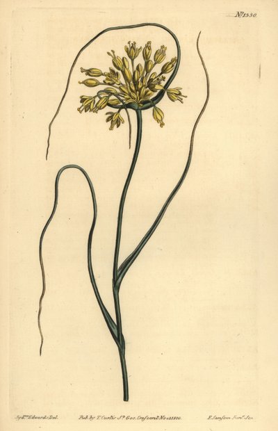Yellow garlic by Unbekannt