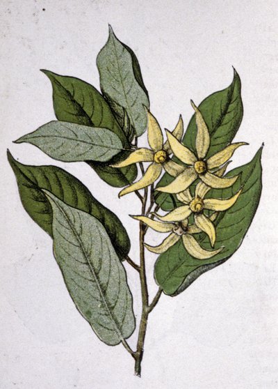 Ylang Ylang, Early 20th Century (engraving) by Unbekannter Künstler