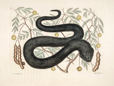 Zoo Illustration: Vipera nigra, Black Viper by Unbekannter Künstler