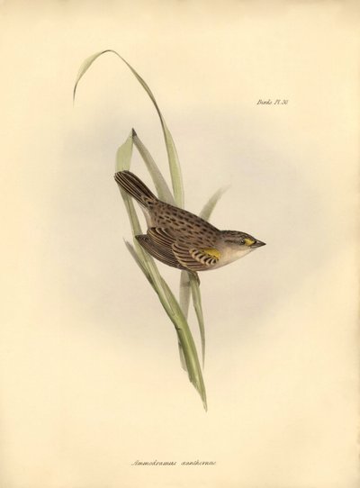 Ornithology: Ammodramus xanthornus by Unbekannter Künstler