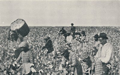 Picking Cotton by Underwood and Underwood