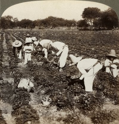 Strawberry Field, Irapuato, Mexico by Underwood and Underwood