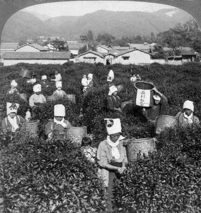 Tea-picking in Uji, Japan, 1904 by Underwood and Underwood