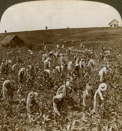 Tobacco field, Montpelier, Jamaica, 1900 by Underwood and Underwood