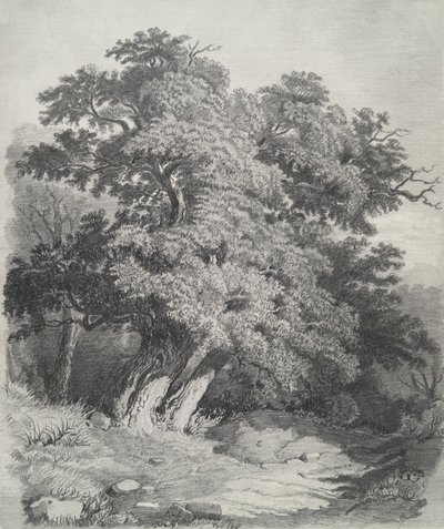 Clump of Trees by Unknown