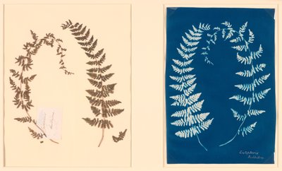 From the Hatton Fern Album by Unknown