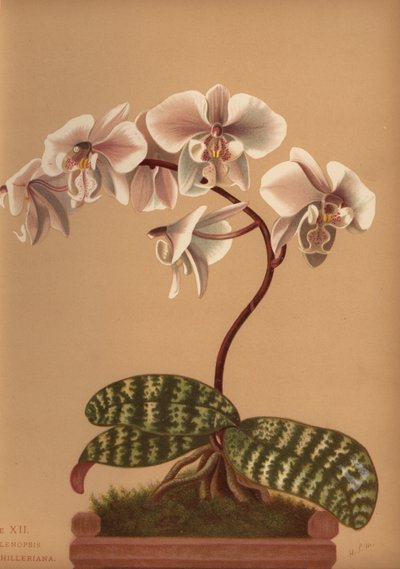 Phalaenopsis Schilleriana by Unknown