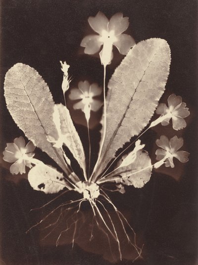 Botanical Photogram by Unknown 19th Century