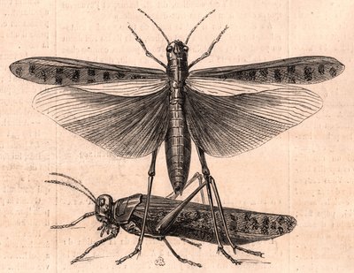 A grasshopper and a cricket by Unknown