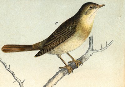 A nightingale by Unknown artist