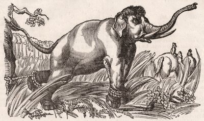 An Elephant Captured in the Savanna, Africa by Unknown