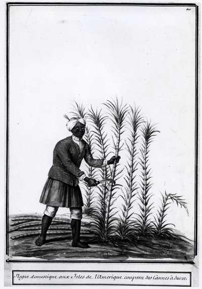 Antilles, domestic worker cutting sugar cane by Unknown artist