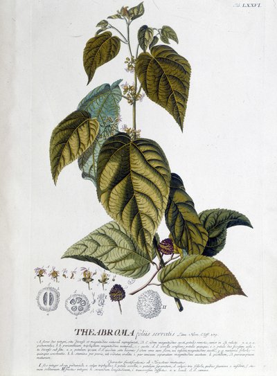 Arbroma Tea Plant - Botanical Board by Unknown artist