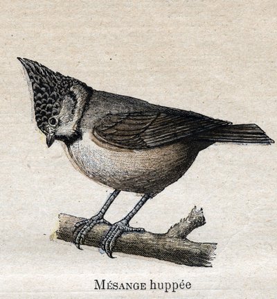 Birds Useful to Agriculture: Cupped Chickadee by Unknown artist