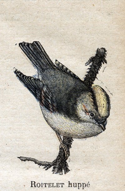Birds Useful to Agriculture: Rupped Roitelet by Unknown artist