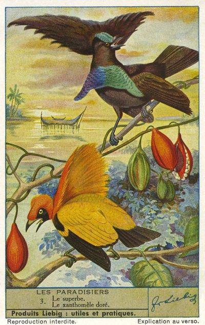 Birds of Paradise by Unknown artist