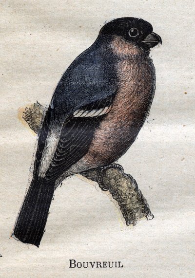 Birds Useful to Agriculture: Bullfinch by Unknown artist
