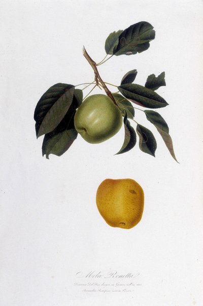 Botanical board: Apple reinette by Unknown artist