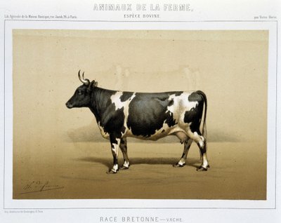 Breton cow by Unknown artist