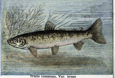Common trout (engraving from 1897) by Unknown artist