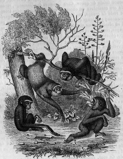 Engraving representing the Gibbons Hoolock of India by Unknown artist