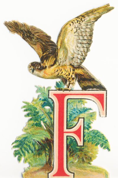 F: Falcon by Unknown artist