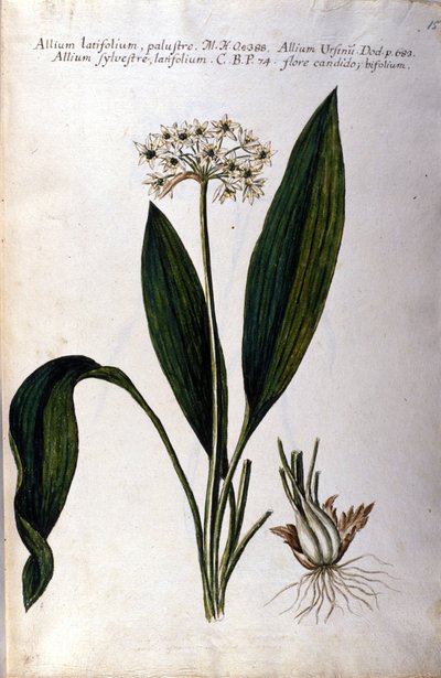 Garlic. 19th century herbarium by Unknown artist