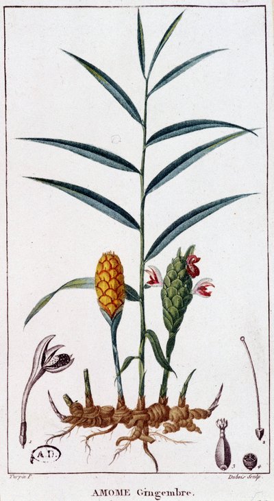 Ginger (Amomum) - Botanical Board by Unknown artist