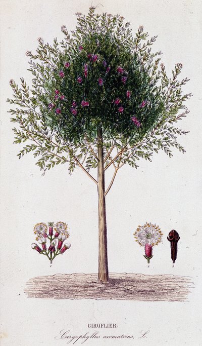 Clove (Caryophyllus Aromaticus) by Unknown artist