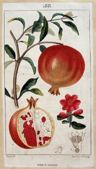 Pomegranate - botanical board 19th century by Unknown artist
