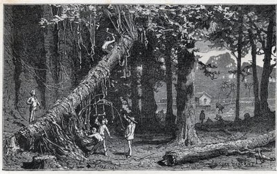 Harvesting cinchona bark - Quinquina (Cinchona officinalis) by Unknown artist