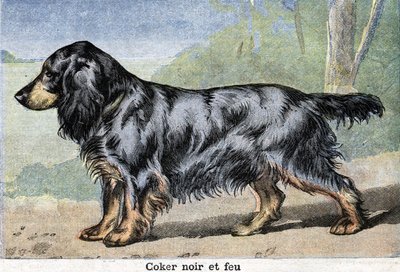 Hunting dog: Black cocker and fire by Unknown artist