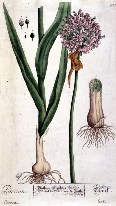 Leek - Botanical Board by Unknown artist