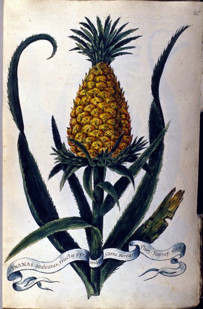 Pineapple. 19th century botanical board by Unknown artist