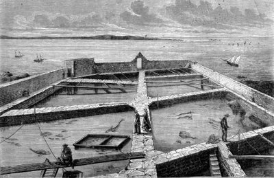 Pisciculture at Concarneau (engraving from 1860) by Unknown artist