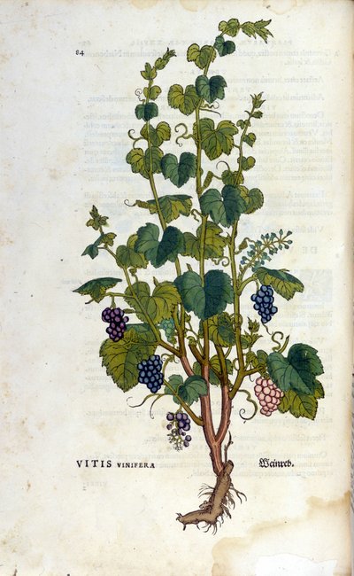Red Vine by Unknown artist
