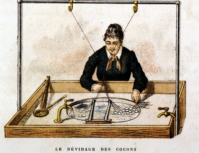 Silk cocoons - engraving by Unknown artist