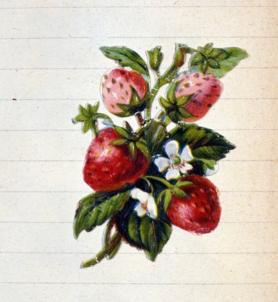 Strawberries. 19th century chromolithography by Unknown artist