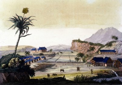 Sugar cane cultivation in South America by Unknown artist