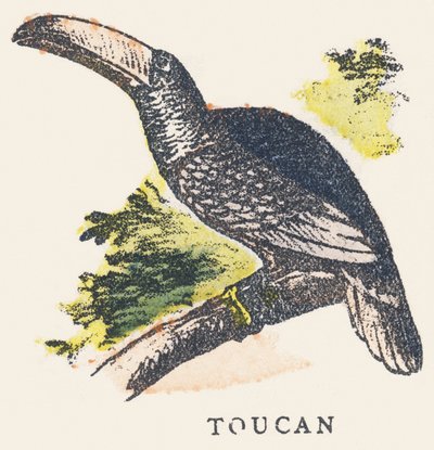 T: toucan by Unknown artist