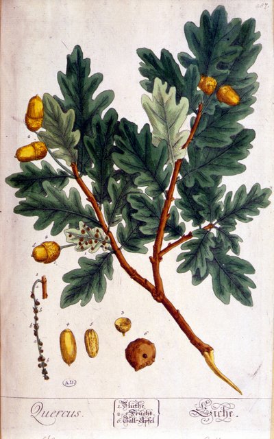 The Oak (Quercus) - Botanical Board by Unknown artist