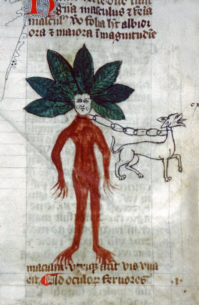 The Mandrake (Miniature) by Unknown artist