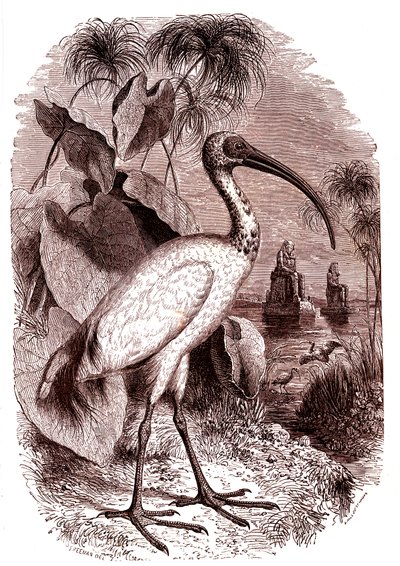 The Sacred Ibis of Egyptians by Unknown artist