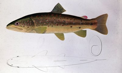 Trout - Natural History Board by Unknown artist