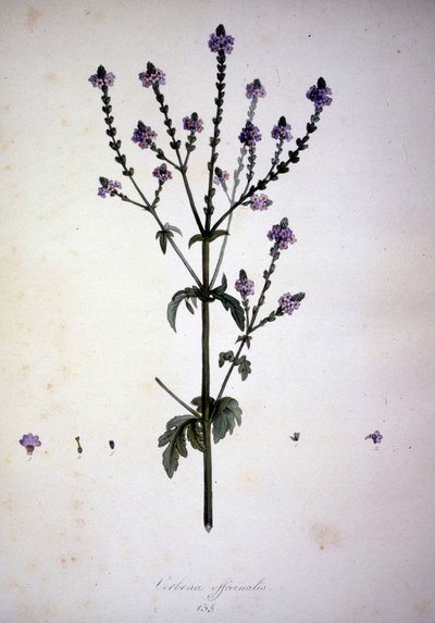 Verbena officinalis. 19th century herbarium by Unknown artist
