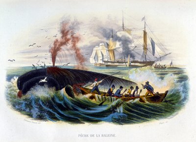 Whaling - in 